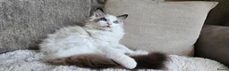 Ragdoll cats for sale: STUNNING RAGDOLL BOY – ACTIVE BREEDING - Advert 9