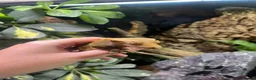 Bearded Dragon reptiles for sale: Variety of reptiles  - Advert 5
