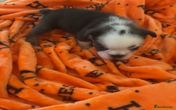 French Bulldog dogs for sale:  French bulldogs  - Advert 19