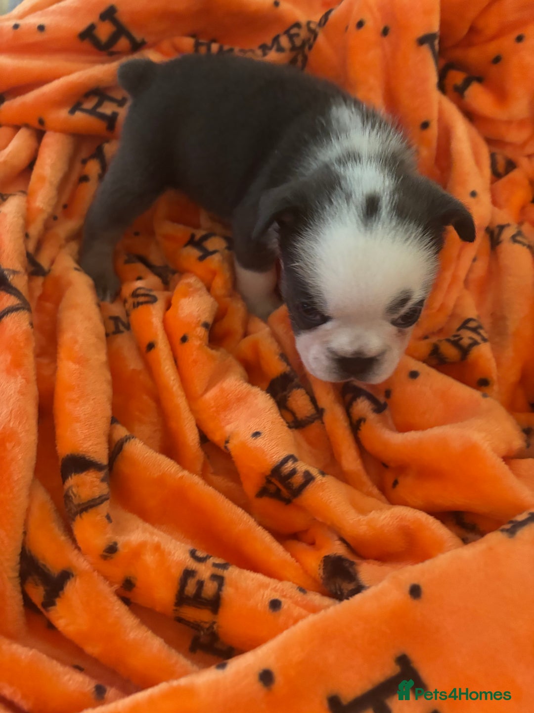 French Bulldog dogs for sale:  French bulldogs  - Advert 19