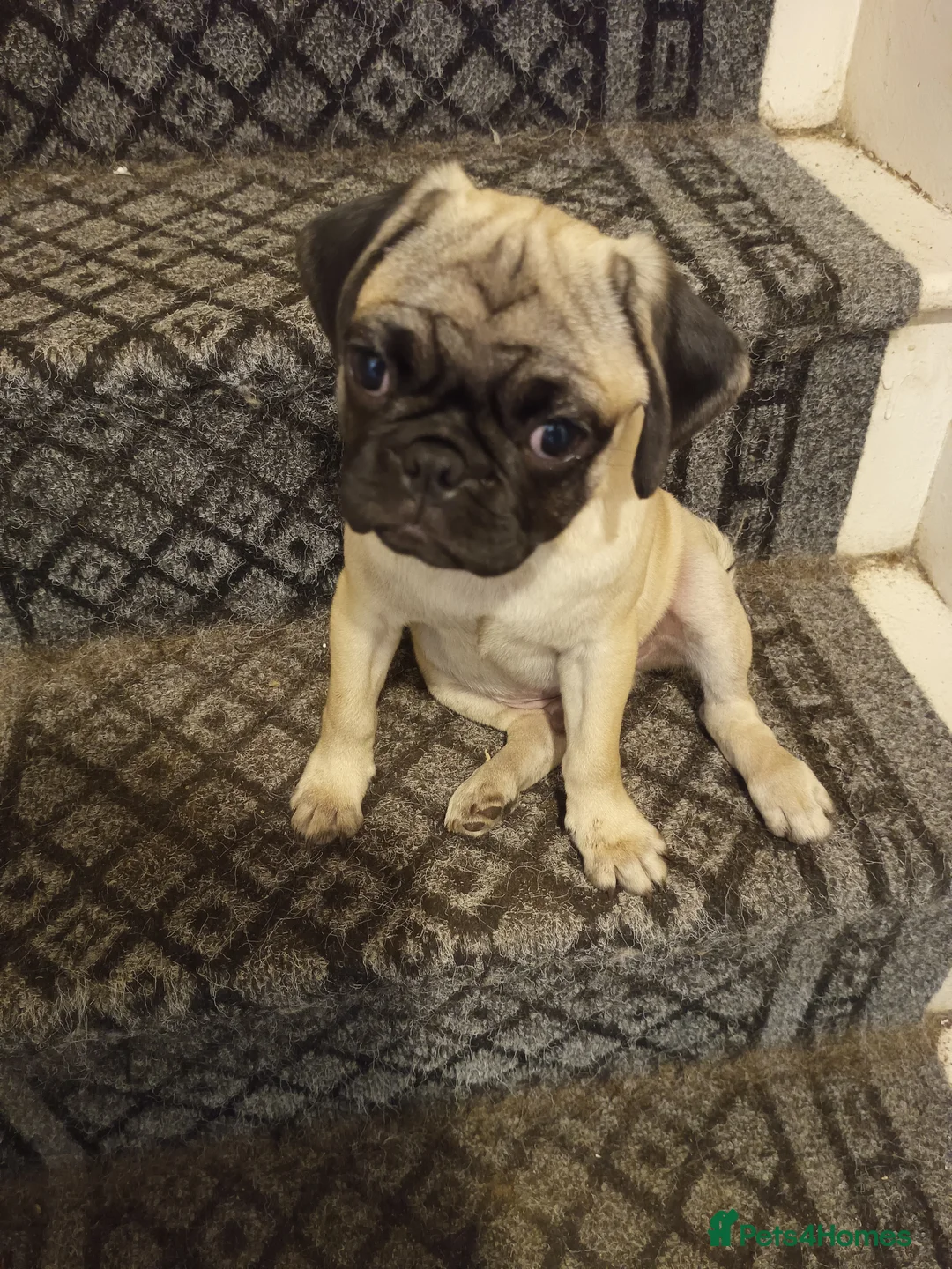 Pug dogs for sale: Rebecca  - Advert 7