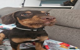 Mixed Breed dogs for sale: 6 month old male dog  - Image 2