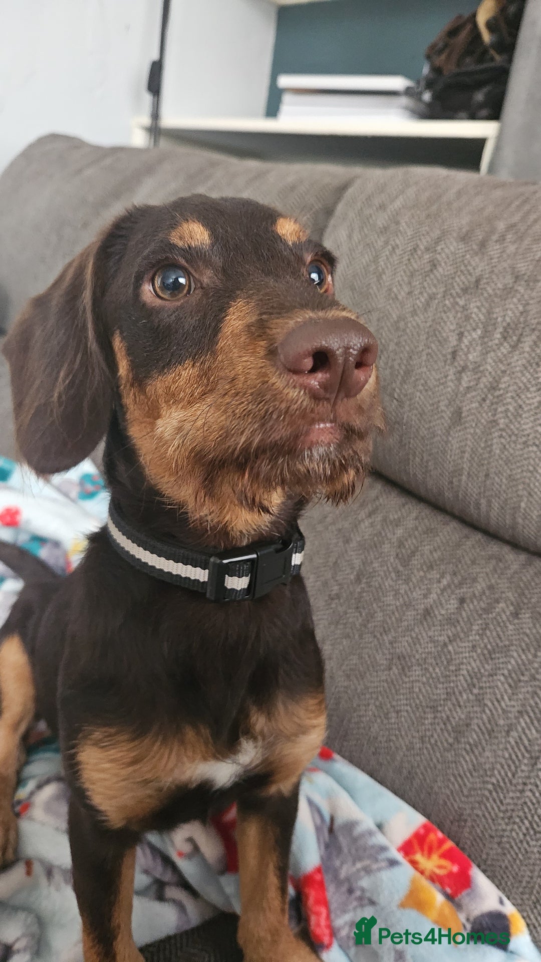 Mixed Breed dogs for sale: 6 month old male dog  - Image 2