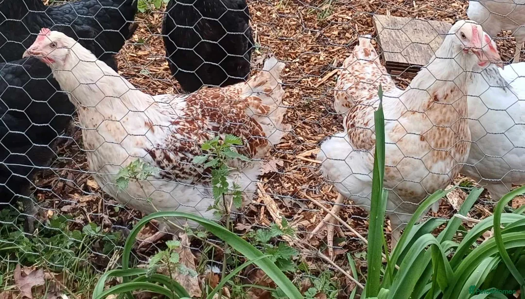 Chickens poultry for sale: Point of Lay Chickens - Advert 8