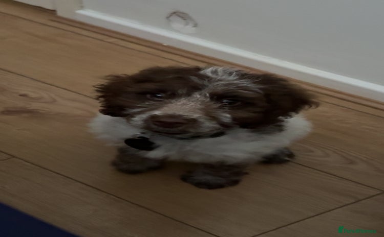 Cockapoo dogs - Advert 2
