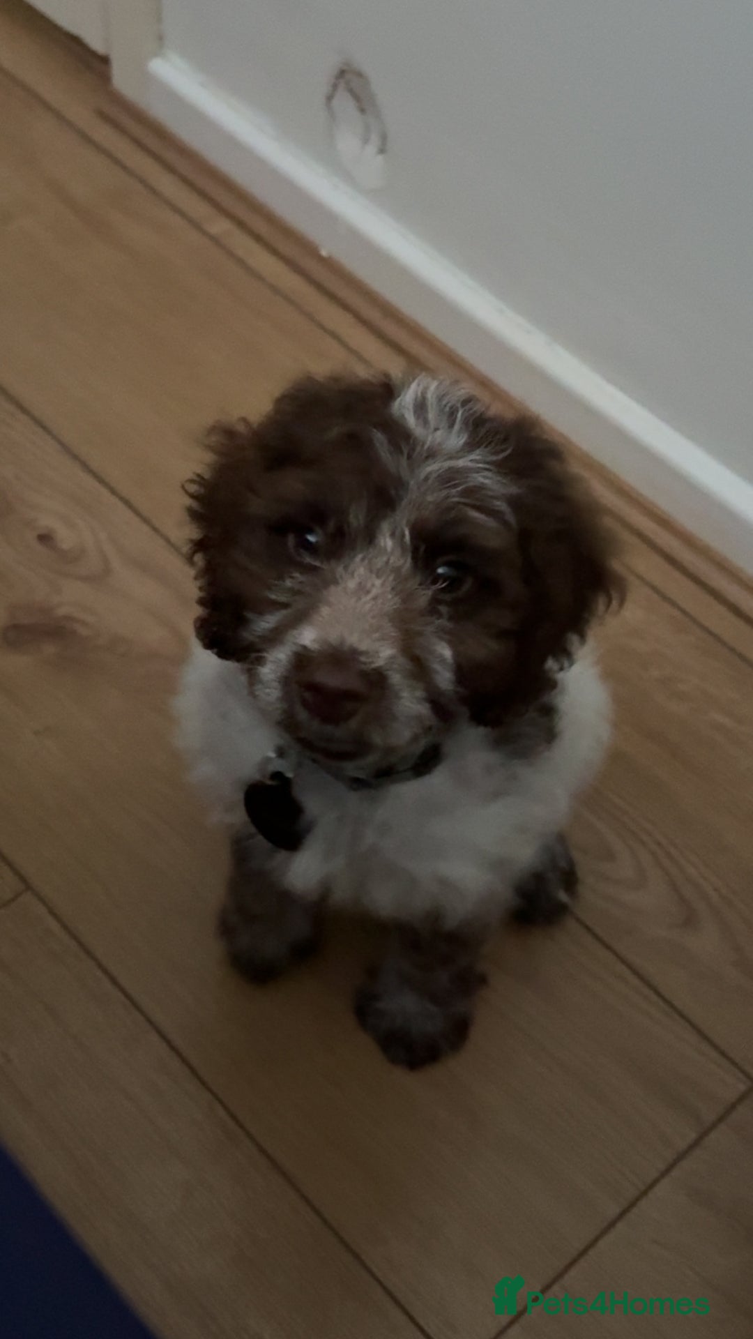 Cockapoo dogs for sale: F1 cockapoo puppy  - Image 1