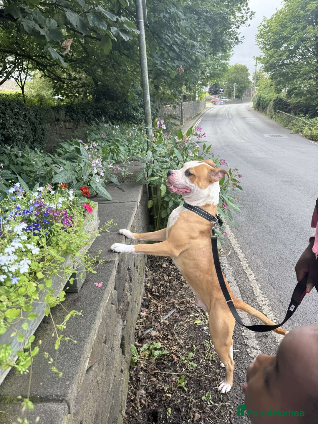 American Bulldog dogs for sale: American bulldog Arlo  - Image 2