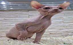 Sphynx cats for sale: Beautiful litter of kittens ❤️ HCM clear 🔥 in Leicester - Image 16