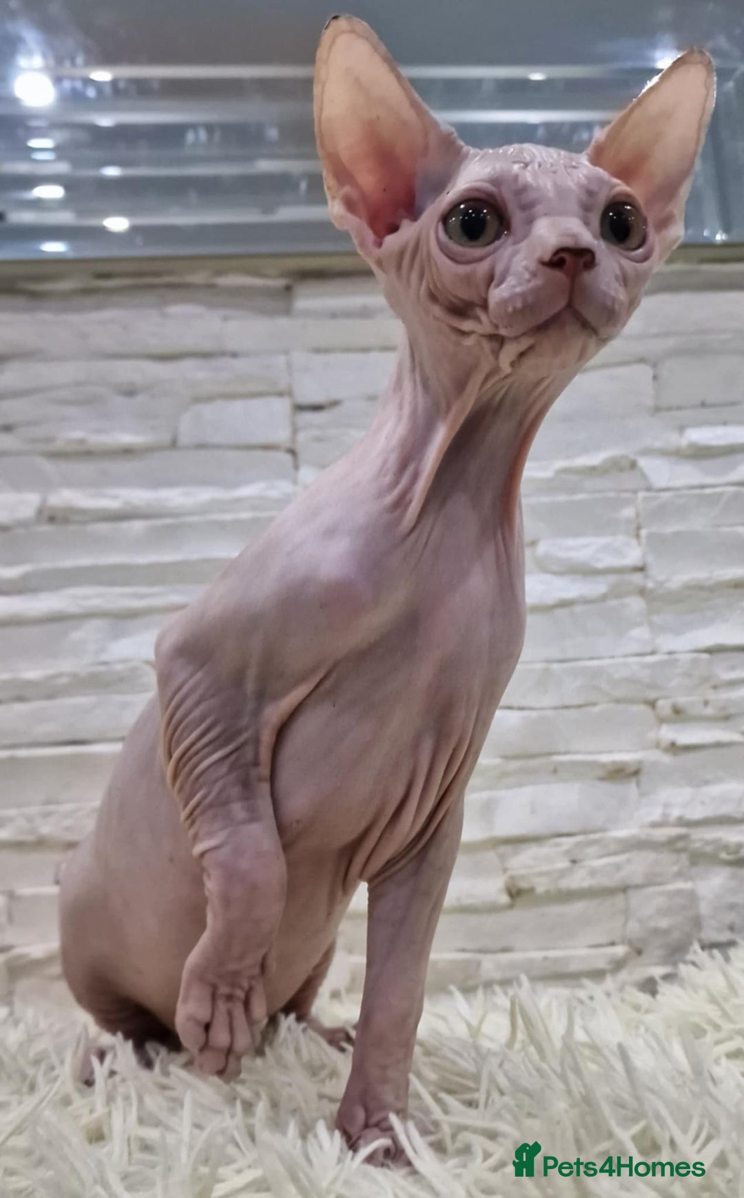 Sphynx cats for sale: Beautiful litter of kittens ❤️ HCM clear 🔥 in Leicester - Image 16