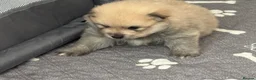 Pomeranian dogs for sale: Five beautiful fluffy Pomeranian puppies  - Advert 27