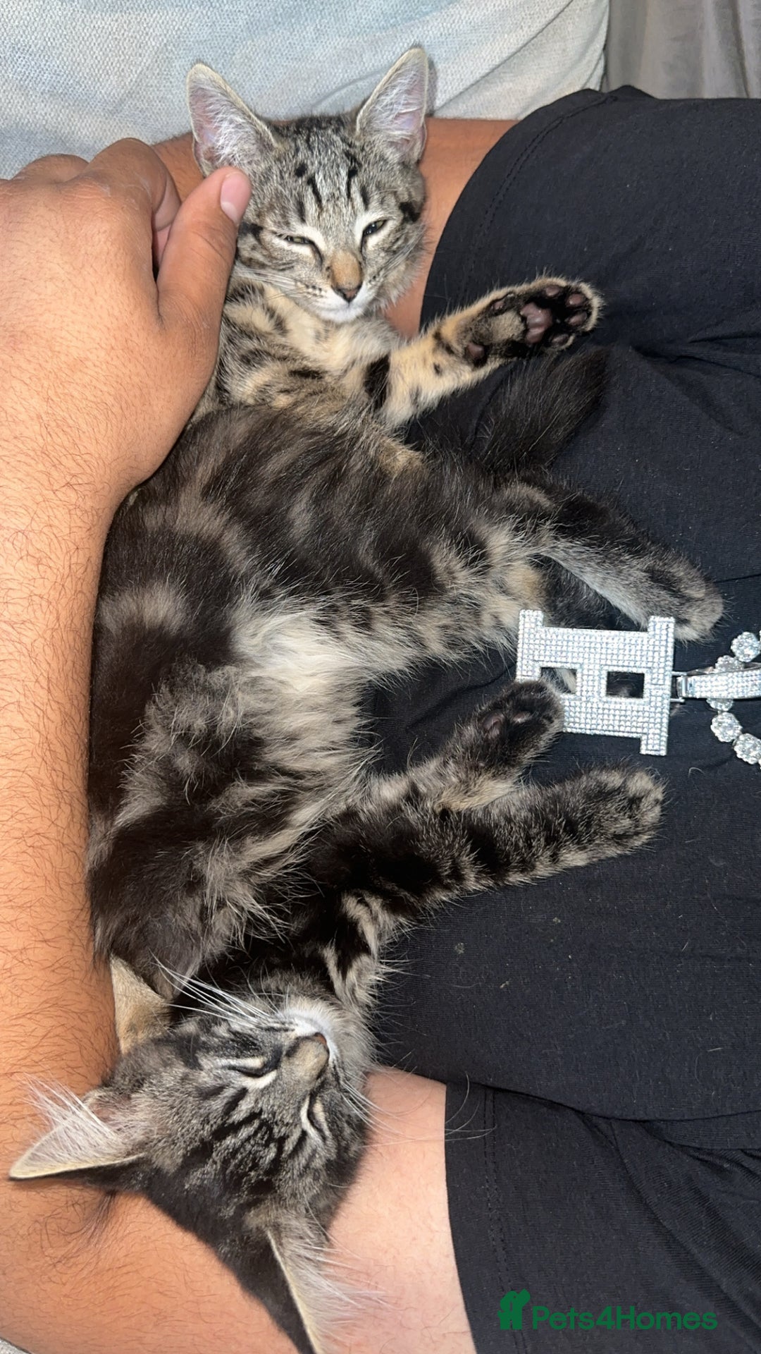 Mixed Breed cats for sale: 2 stunning playful kittens  - Image 4