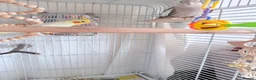 Cockatiels birds for sale: Pair of cockatiels  in Hartlepool - Advert 5
