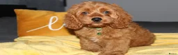 Cockapoo dogs for sale: Yankee Doodle Puppies F1 – American Cockapoos - Advert 2