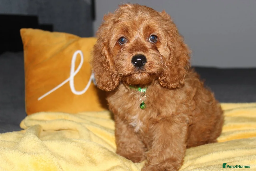 Cockapoo dogs for sale: Yankee Doodle Puppies F1 – American Cockapoos - Advert 2