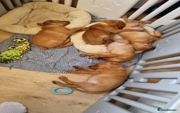 Labrador Retriever dogs for sale: Last boy working labrador - Advert 7