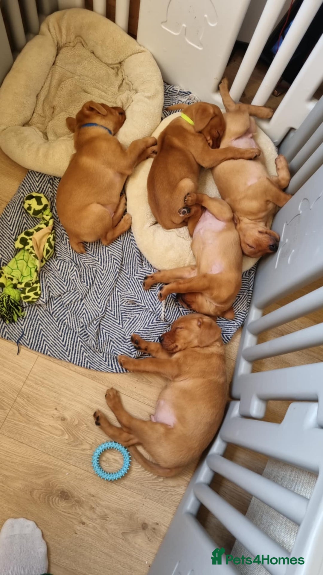 Labrador Retriever dogs for sale: Last boy working labrador - Advert 7