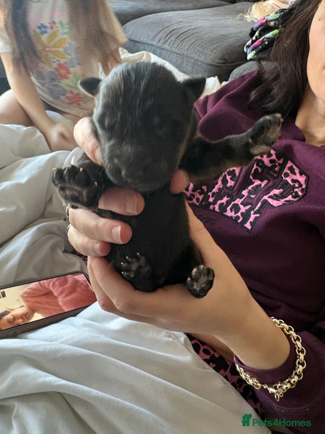 German Shepherd dogs for sale: 7 German shepherd puppies  - Advert 15