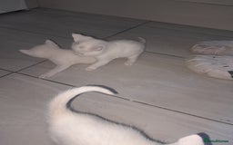 American Shorthair cats for sale: Whit kittens for sale  - Image 5