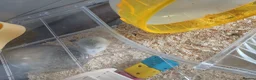 Hamster rodents for sale: Dwarf hamster - Advert 4