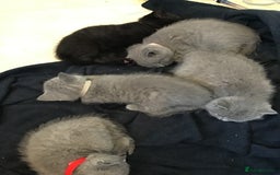 British Shorthair cats for sale: 4 British short hair lilac girls 1 choch torte boy - Image 5