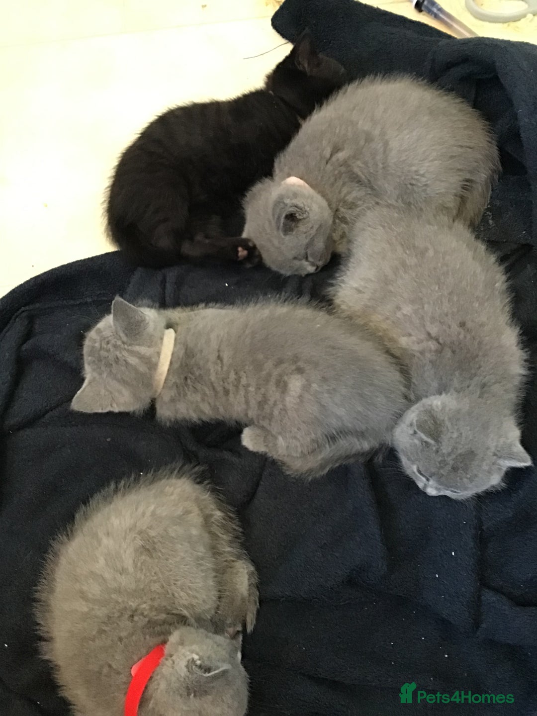 British Shorthair cats for sale: 4 British short hair lilac girls 1 choch torte boy - Image 5