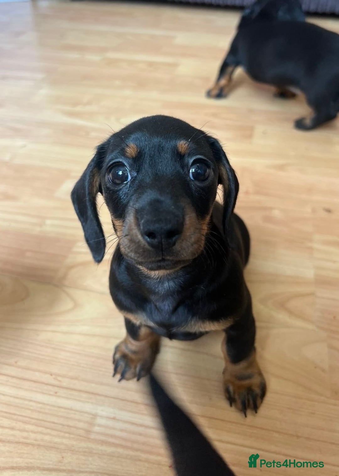 Miniature Dachshund dogs for sale: *REDUCED* 2 stunning female pups left - Image 26