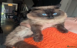 Ragdoll cats for sale: 3 fluff balls left  - Image 7