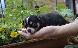 Chihuahua dogs for sale: 3 very beautiful puppy's  - Image 7