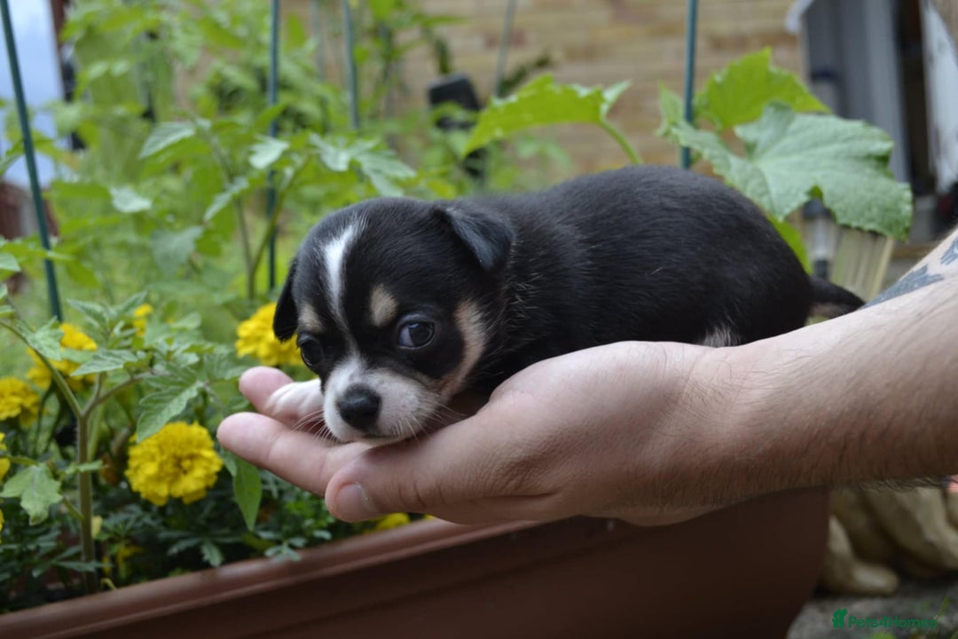 Chihuahua dogs for sale: 3 very beautiful puppy's  - Image 7
