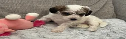 Australian Labradoodle dogs for sale: Update price and videos puppys ready 25/7 - Advert 27