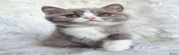 British Shorthair cats for sale: Gorgeous loving purr machines  - Advert 27