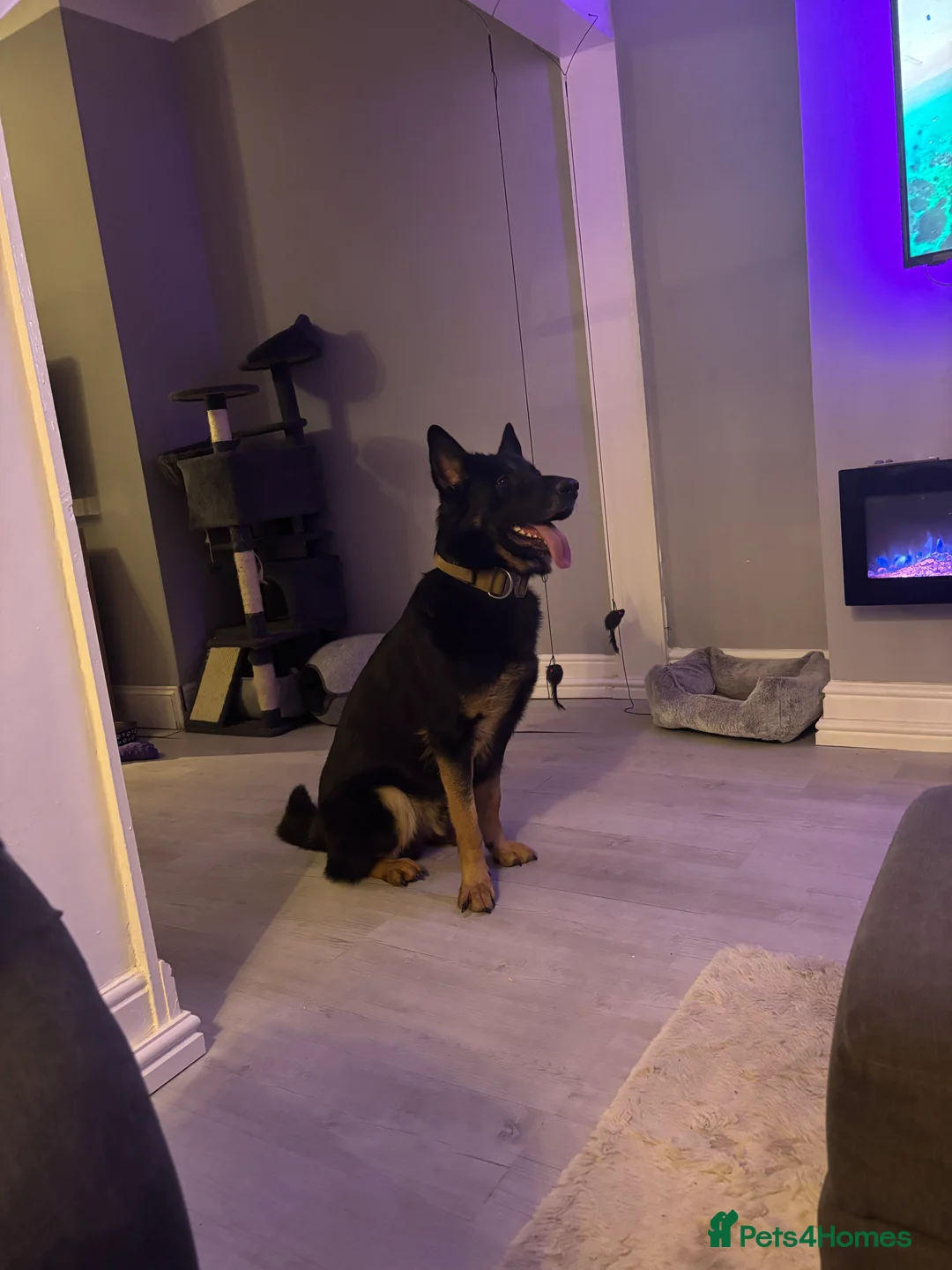 German Shepherd dogs for sale: German shepherd  - Advert 4