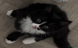Mixed Breed cats for sale: Black & White Female Kitten - Image 1