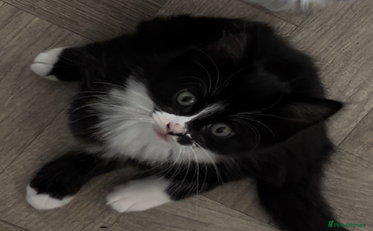 Mixed Breed cats - Advert 15