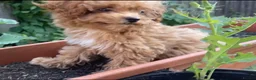 Maltipoo dogs for sale: RARE Asian teddy face maltipoo male puppy  **  - Advert 5