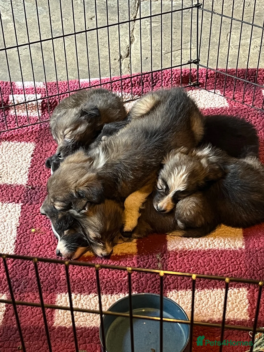 Border Collie dogs for sale: 9 week old Border Collie puppies - Advert 10