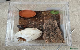 Tarantulas invertebrates for sale: Pterinochilus murinus RCF Usumbura / OBT - Image 3