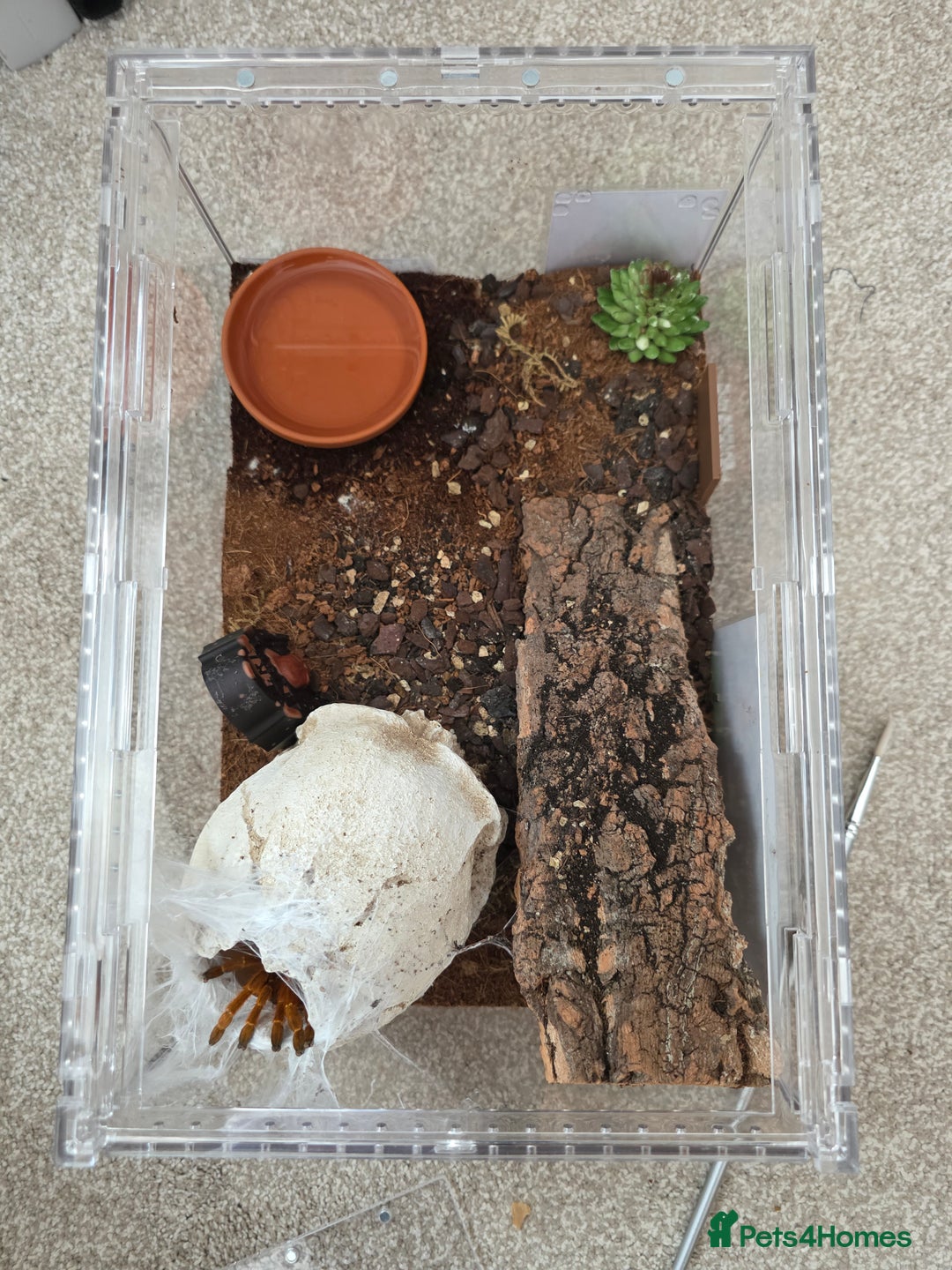 Tarantulas invertebrates for sale: Pterinochilus murinus RCF Usumbura / OBT - Image 3