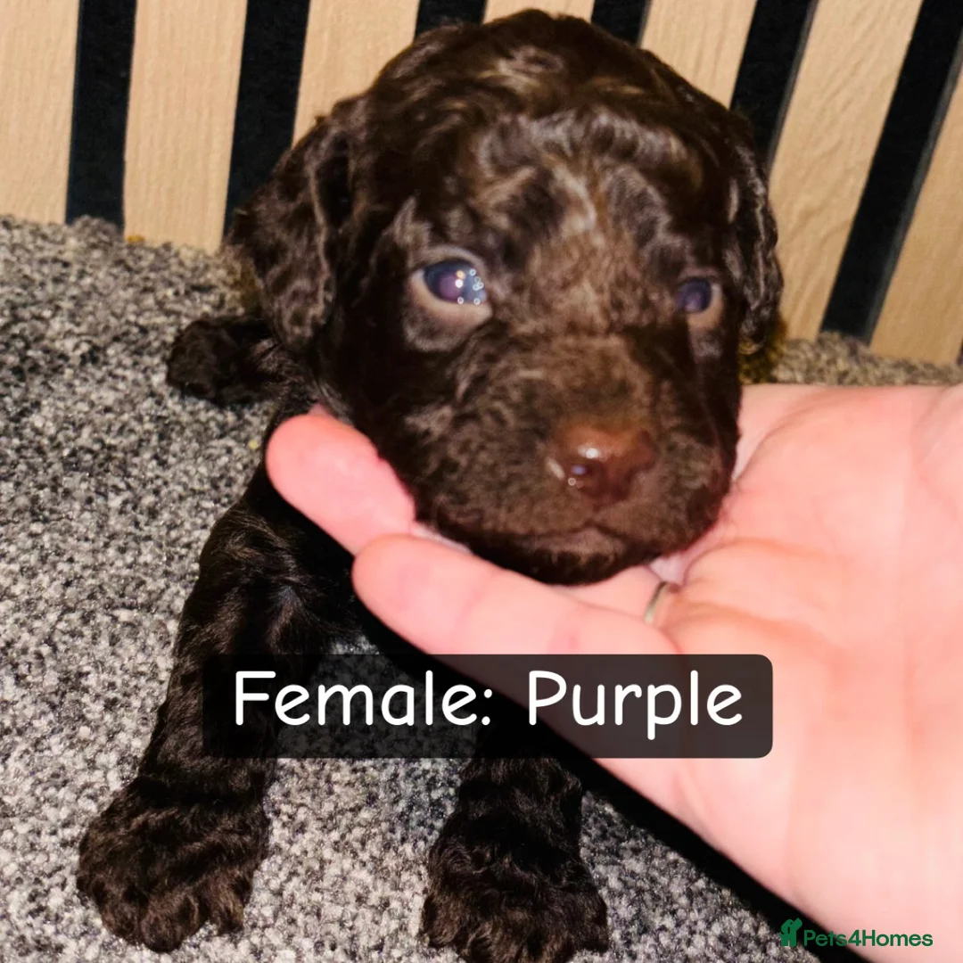 Cockapoo dogs for sale: 1 Male F1B Cockapoo looking for forever home 🐾 - Advert 12