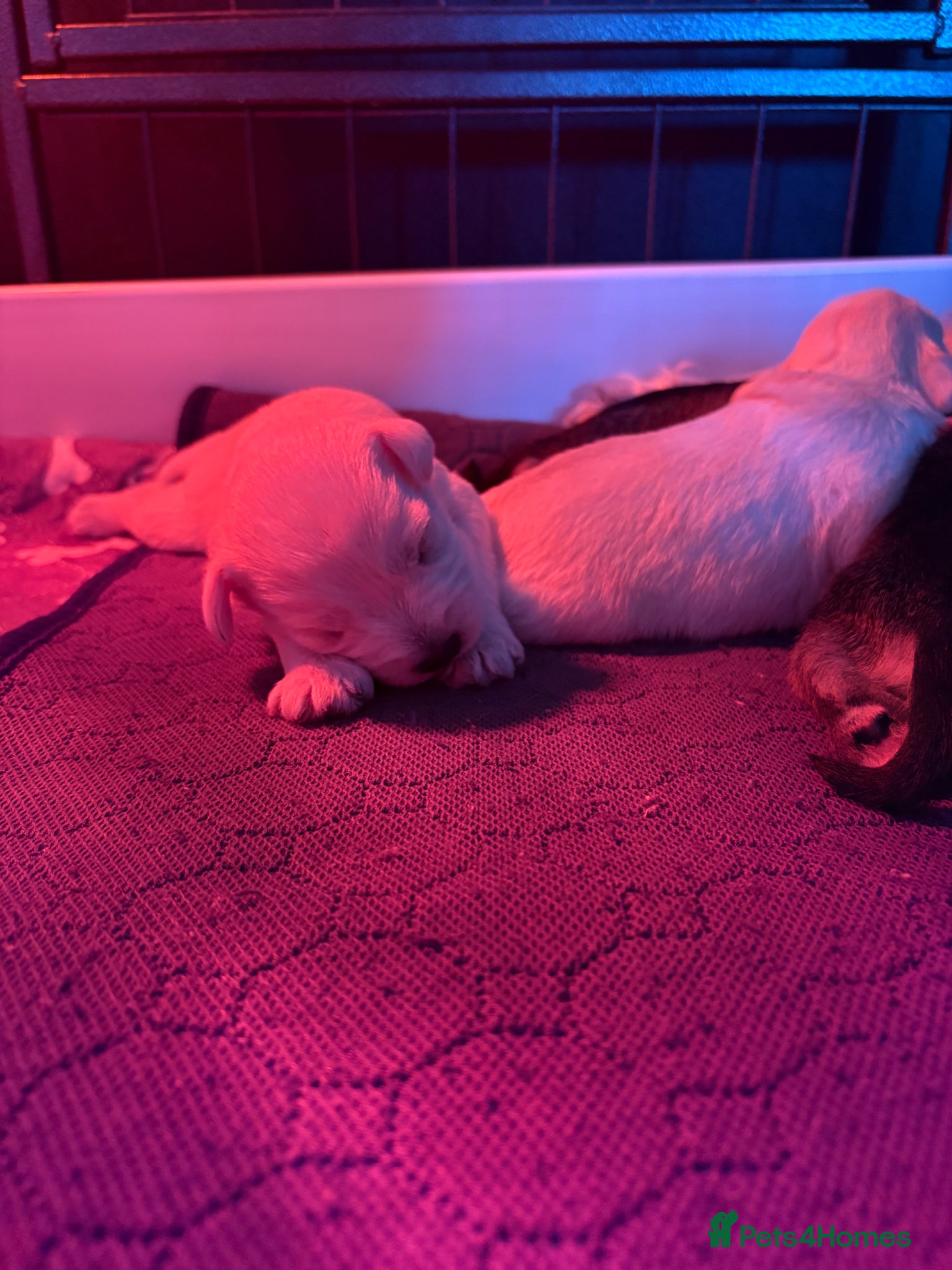 Miniature Schnauzer dogs 6 KC revised minischnauzer puppies  - Advert 2