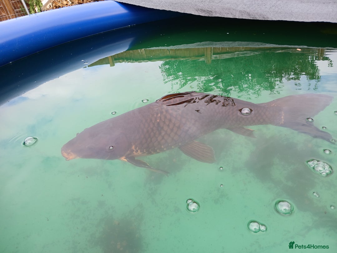 Koi Carp fish for sale: 5 large pond fish - Image 10