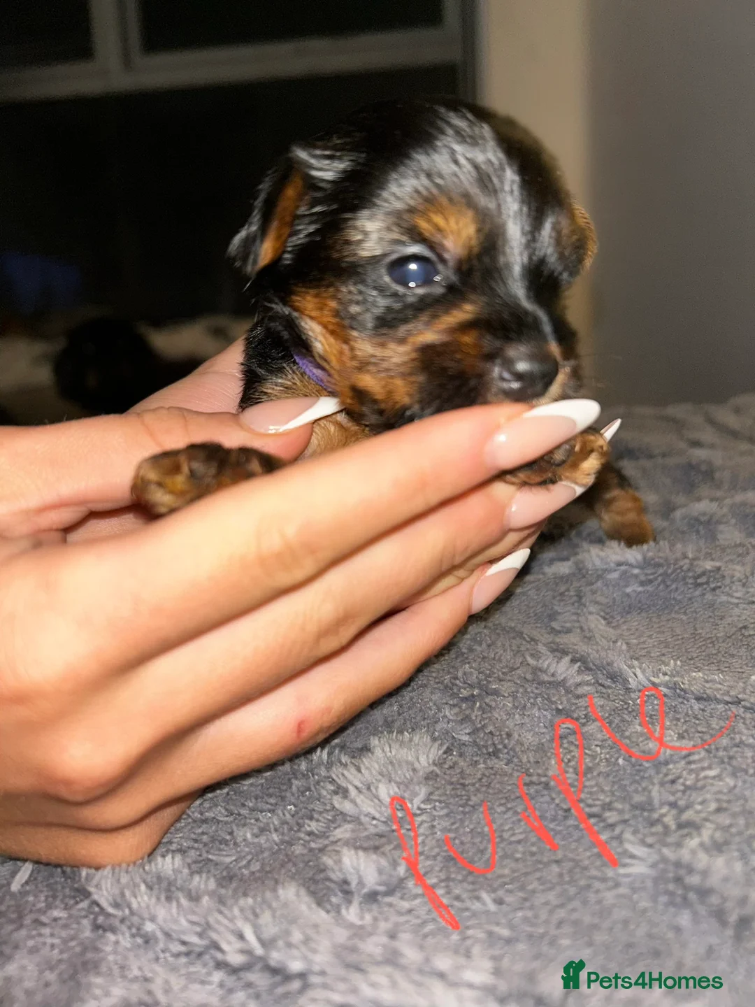 Yorkshire Terrier dogs for sale: Yorkshire terrier puppies  - Advert 19