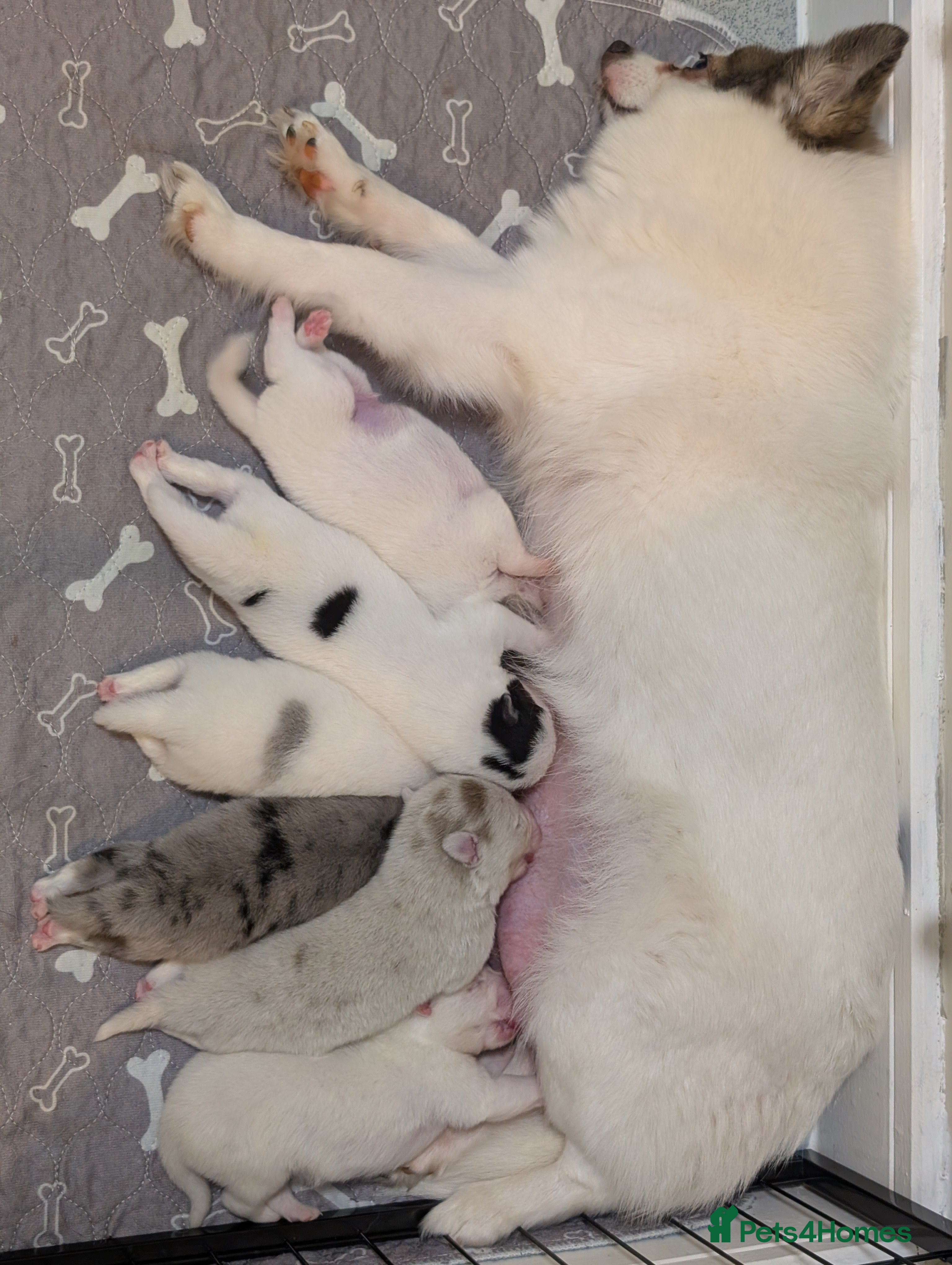 Pomsky dogs Beautiful pomsky f3 micro  - Advert 18