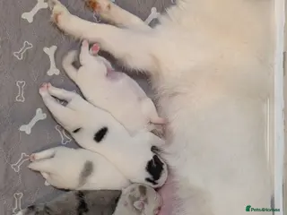 Pomsky dogs Beautiful pomsky f3 micro - Advert 18