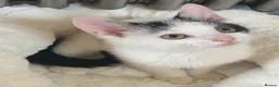 Turkish Van cats for sale: Gorgeous Turkish Van Kittens in Potters Bar - Advert 17