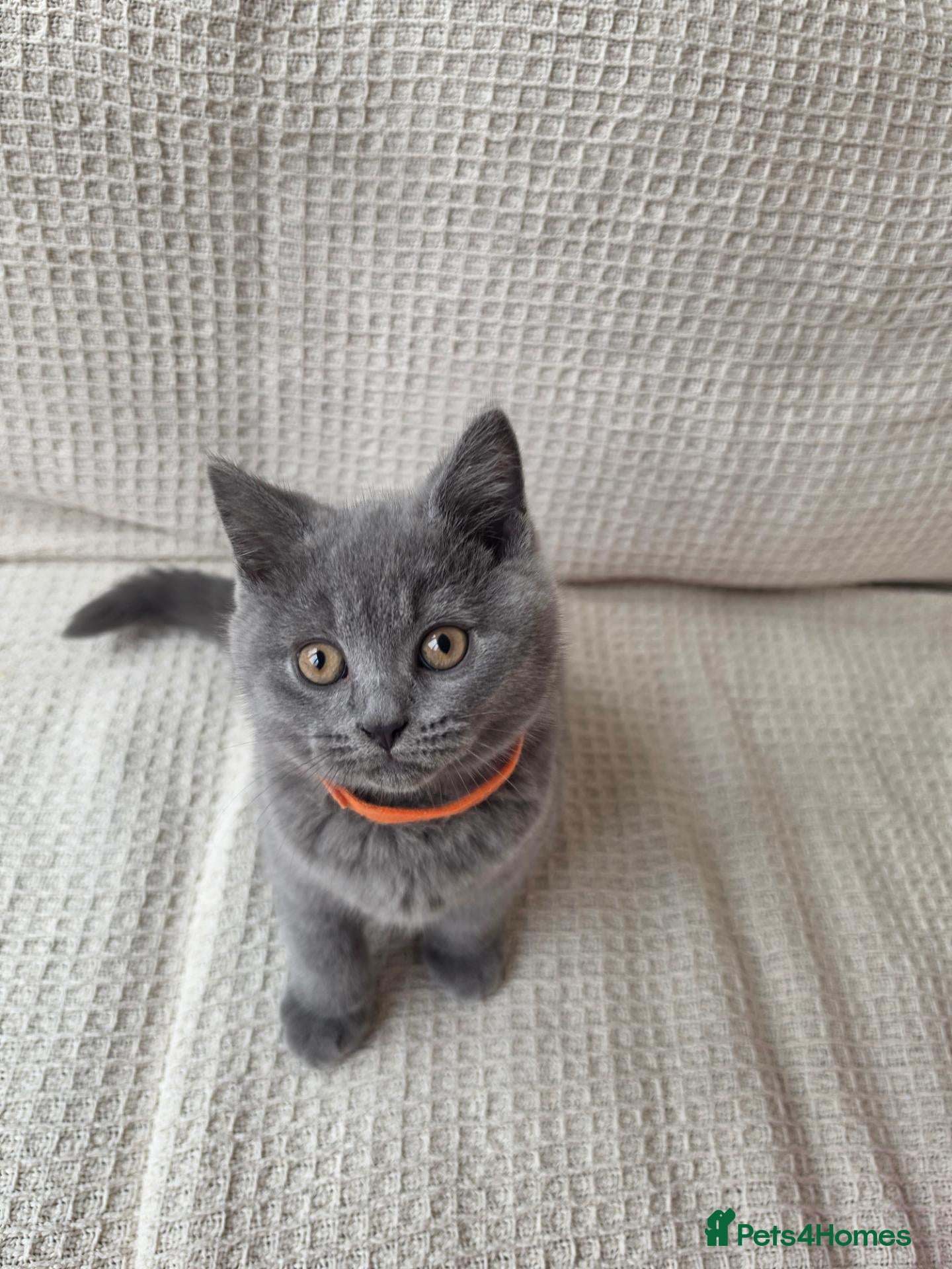 British Shorthair cats   BSH GCCF REGISTERED-2 BOYS LEFT  🥰 - Advert 1