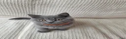 British Shorthair cats for sale: 🐾 GCCF British Shorthair Kittens  - Advert 3
