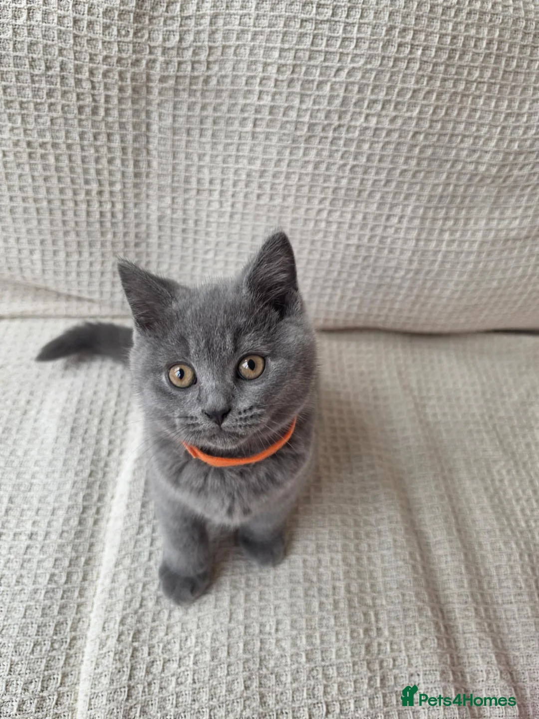 British Shorthair cats for sale:   BSH GCCF REGISTERED-2 BOYS LEFT  🥰 - Advert 1
