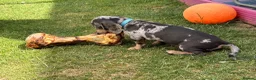 Dachshund dogs for sale: Beautiful boy remi - Advert 4