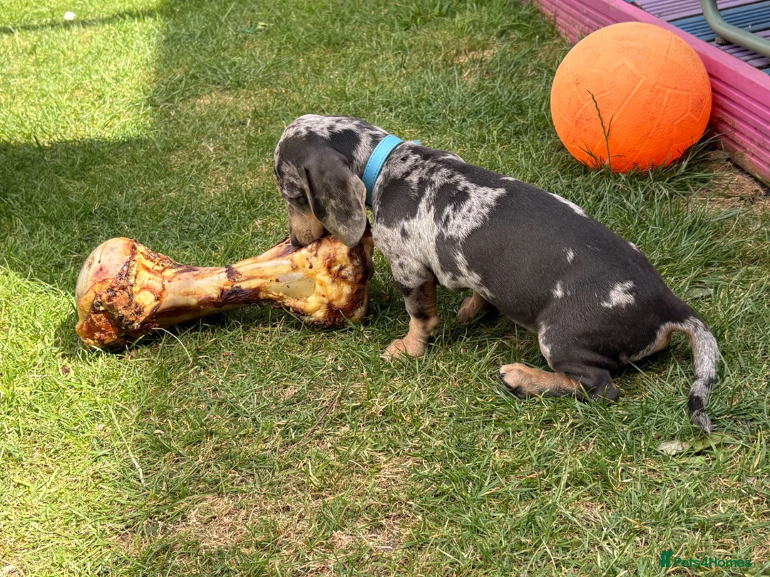 Dachshund dogs for sale: Beautiful boy remi - Advert 2